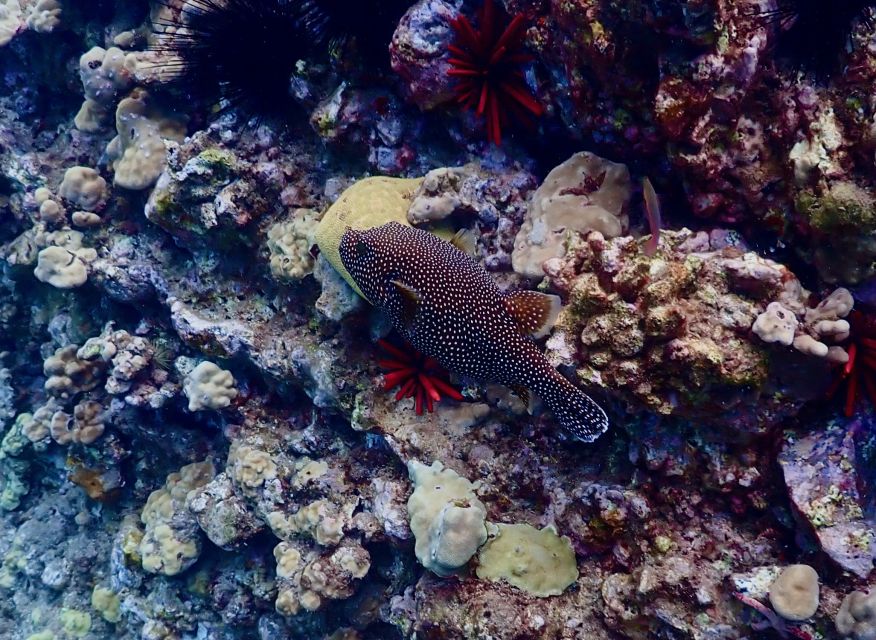 Snorkeling for Non-Swimmers Guided Tour - Wailea Beach - Price and value: what $149 buys you in real terms