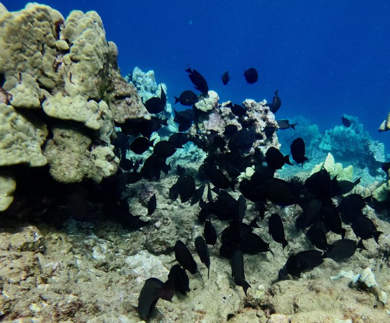 Snorkeling for Non-Swimmers Guided Tour - Wailea Beach - Practical tips to enjoy your session (and not fight the water)