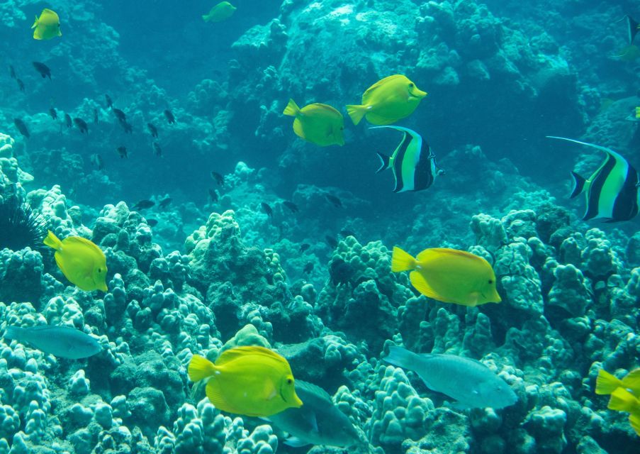 Snorkeling for Non-Swimmers Guided Tour - Wailea Beach - The 20-minute class and safety briefing that sets the tone