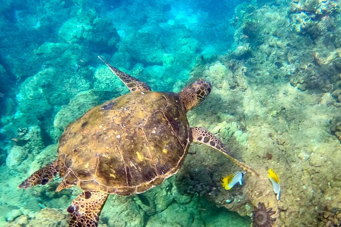 Snorkeling for Non-Swimmers with Photos Guided Tour Wailea Beach - Small group size (max 12) and why you should care