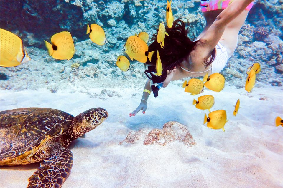 South Maui: Molokini Snorkeling Adventure - Turtle Town Swim: Calm Water, Coral, and Green Sea Turtle Chances