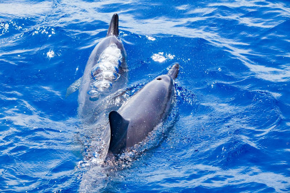 South Maui: Molokini Wild Eco Adventure from Maalaea Harbor - Stop 1: Molokini Crater Snorkel (When Conditions Say Yes)