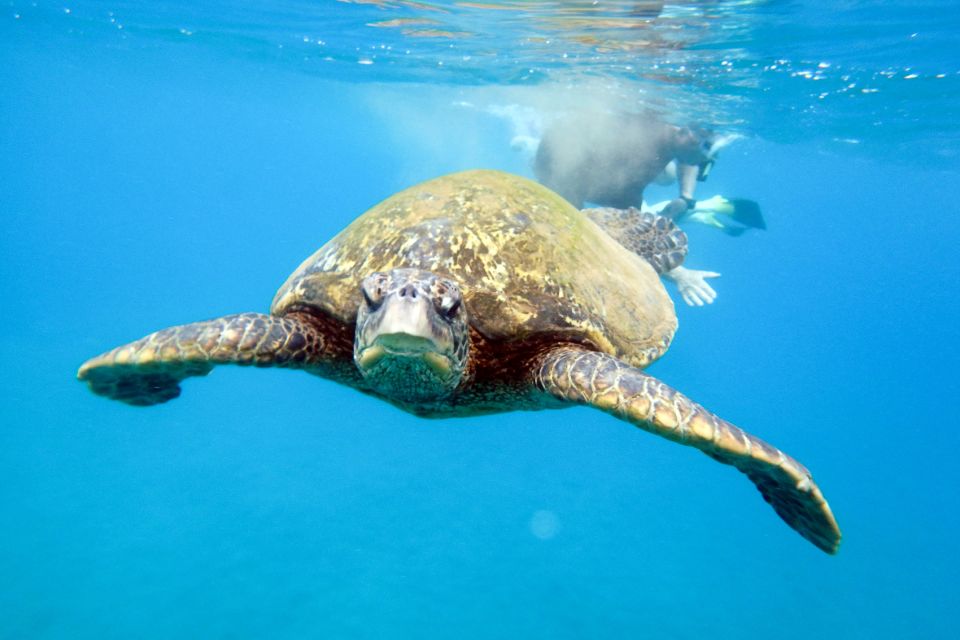 South Maui: Molokini Wild Eco Adventure from Maalaea Harbor - Stop 2: Maui Coast Snorkel and a Flexible Second Reef Spot