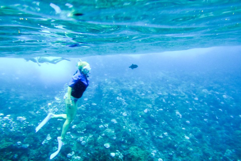 South Maui: Molokini Wild Eco Adventure from Maalaea Harbor - Ocean Learning That Changes How You See the Reef