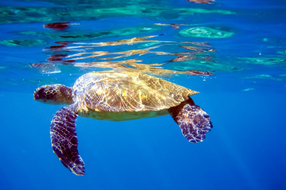 South Maui: Molokini Wild Eco Adventure from Maalaea Harbor - Lunch on Board: Hot Food, Local Touches, No Rush