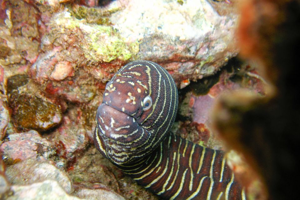 South Maui: Molokini Wild Eco Adventure from Maalaea Harbor - Snorkel Gear, Optical Masks, and the Stuff People Forget