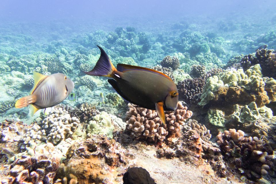 South Maui: Molokini Wild Eco Adventure from Maalaea Harbor - Who This Tour Fits Best (And Who Should Skip It)