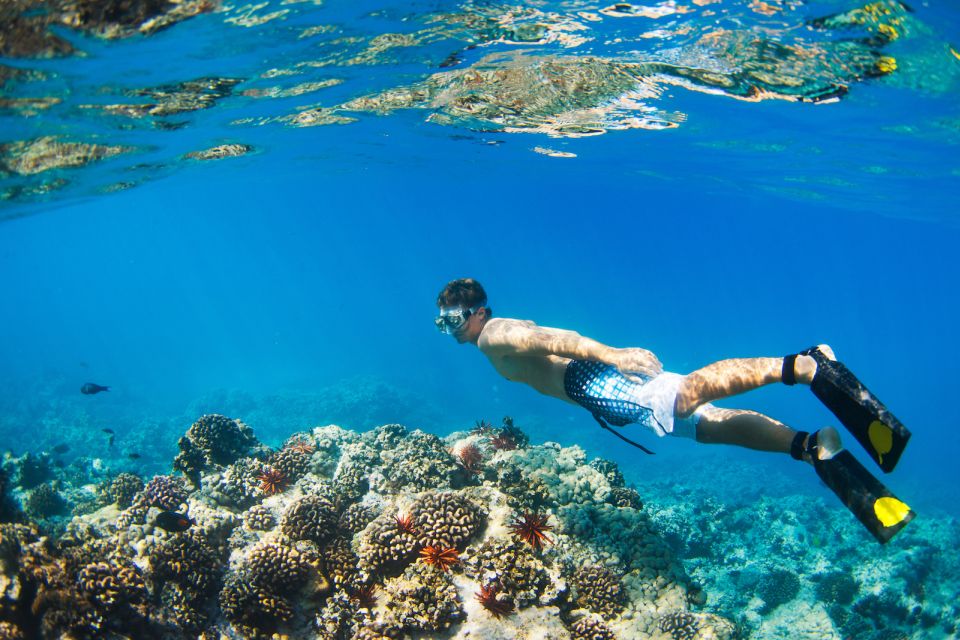 South Maui: Premium Turtle Town Kayak and Snorkel Tour - Key highlights to look forward to
