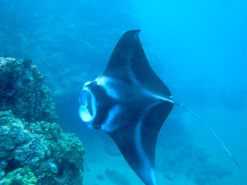 South Maui: Premium Turtle Town Kayak and Snorkel Tour - Makena Bay Turtle Town: why this spot feels special