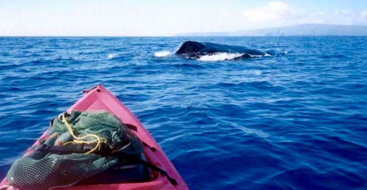 South Maui: Whale Watch Kayaking and Snorkel Tour in Kihei - Key things I’d watch for before you go