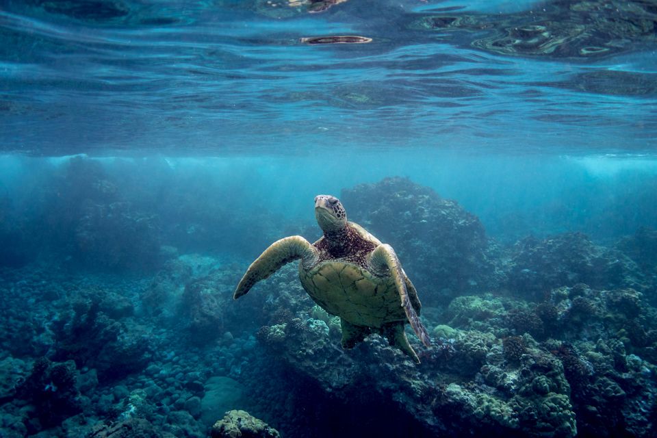 South Maui: Whale Watch Kayaking and Snorkel Tour in Kihei - Should you book this whale watch kayak + snorkel tour?