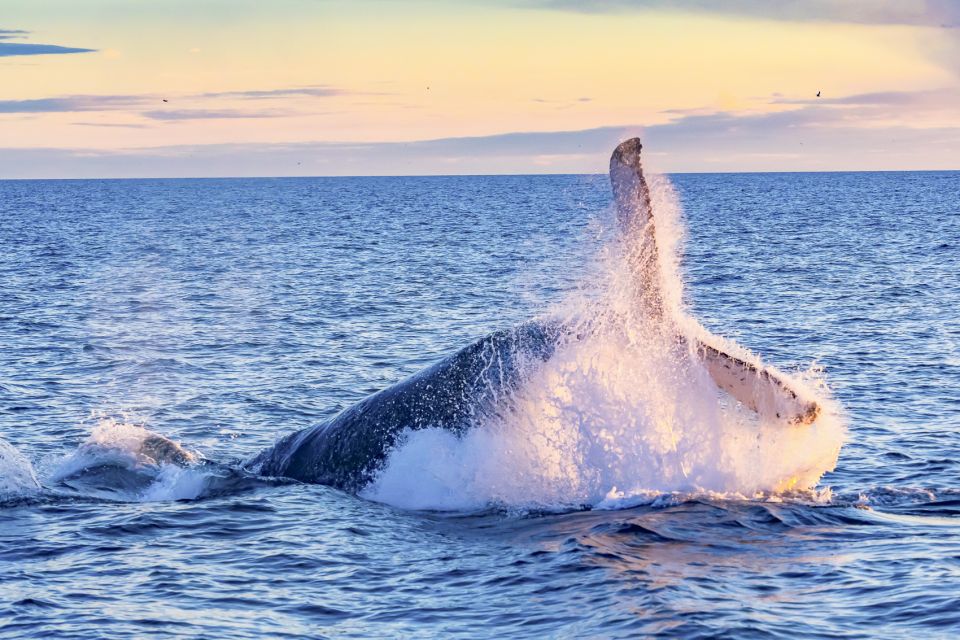 South Maui: Whale Watch Kayaking and Snorkel Tour in Kihei - Makena Landing Park: your easy start point on Maui