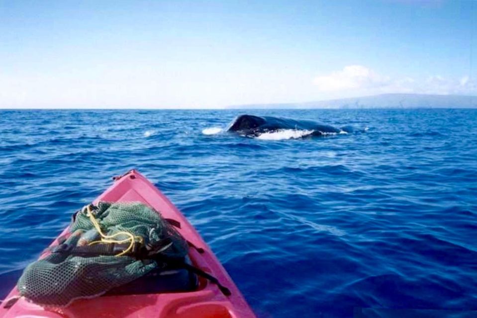 South Maui: Whale Watch Kayaking and Snorkel Tour in Kihei - Searching for whales: what you’ll do, and what you can’t control