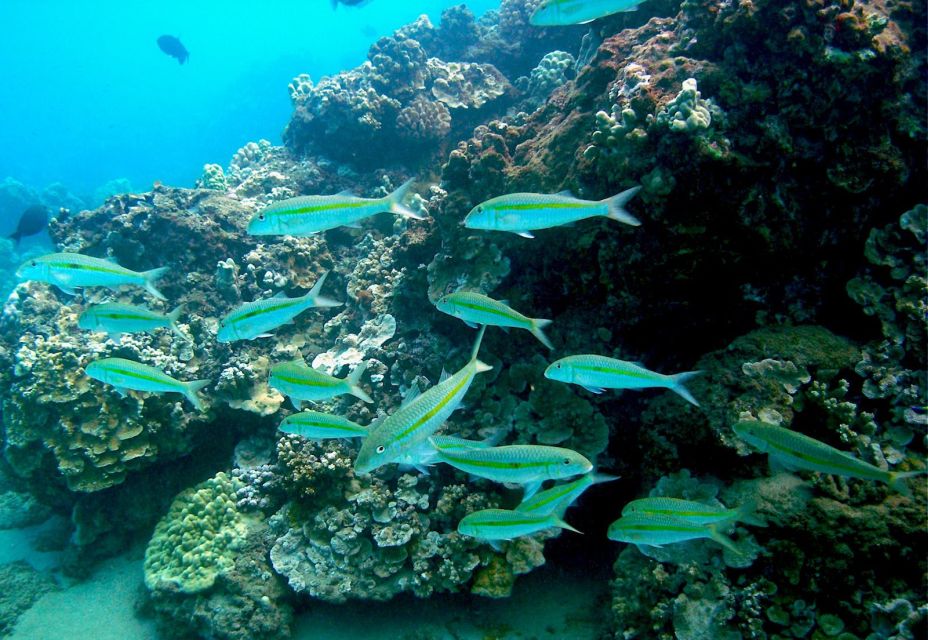 South Maui: Whale Watch Kayaking and Snorkel Tour in Kihei - The guide’s role: stories, technique, and keeping it fun