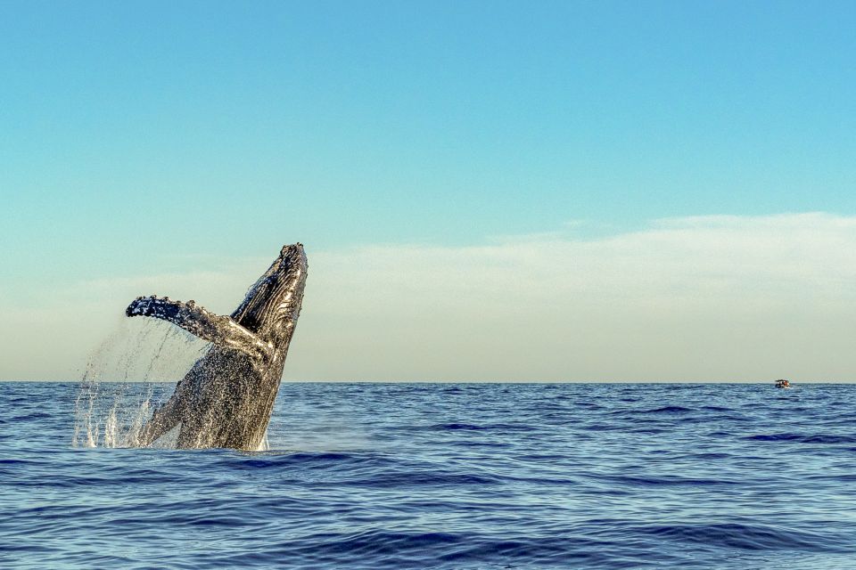 South Maui: Whale Watch Kayaking and Snorkel Tour in Kihei - What’s included in the $118 price (and where the value comes from)