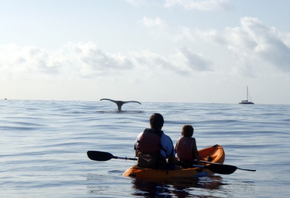 South Maui: Whale Watch Kayaking and Snorkel Tour in Kihei - Who this tour suits best (and who might want a different day)