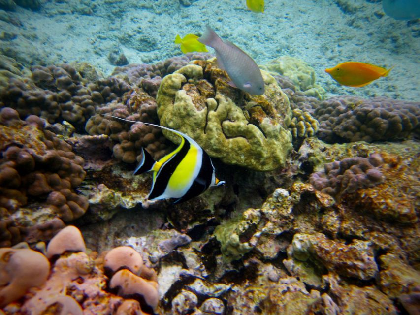 South Maui: Whale Watch Kayaking and Snorkel Tour in Kihei - Tide, wind, and comfort tips that actually matter