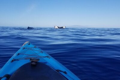 South Shore Turtle Kayak and Snorkel Experience - The 2.5-hour plan and what those minutes really feel like