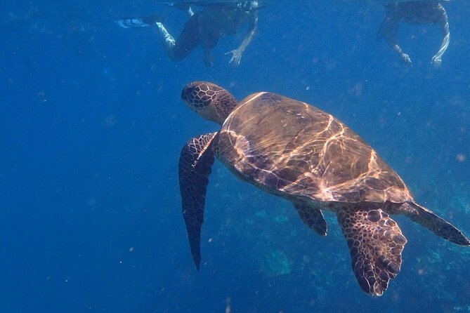 South Shore Turtle Kayak and Snorkel Experience - Marine life moments: sea turtles, fish, and sometimes the whale bonus