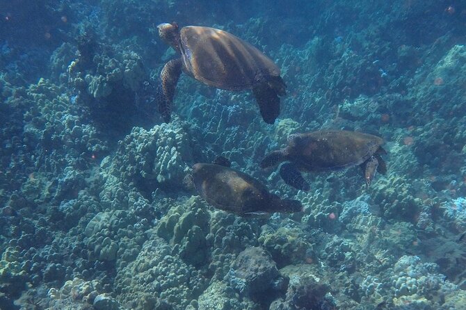 South Shore Turtle Kayak and Snorkel Experience - Guides and group size: why the vibe stays calm
