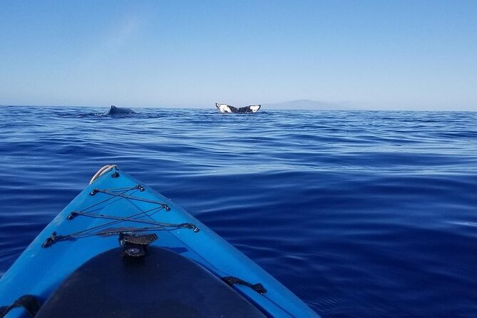 South Shore Turtle Kayak and Snorkel Experience - The 2.5-hour plan and what those minutes really feel like