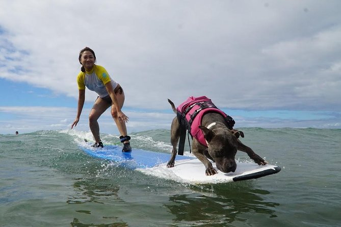 Surf with a Service Animal - Key Points You’ll Care About