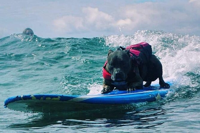 Surf with a Service Animal - The Meet-and-Greet With Church: Dog Time That Serves the Lesson