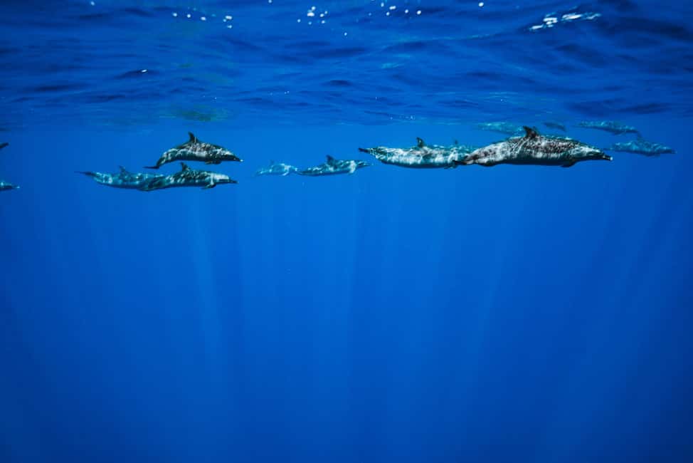 Swim with Wild Dolphins Oahu Speedboat Snorkeling Adventure! - Should you book this dolphin and snorkel tour?