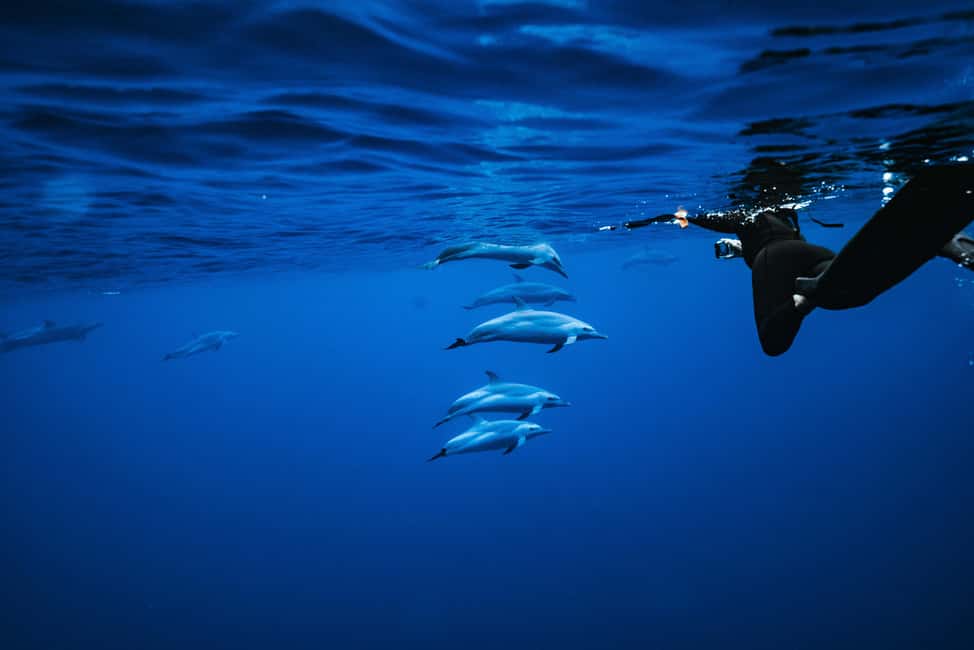 Swim with Wild Dolphins Oahu Speedboat Snorkeling Adventure! - Dolphin swim rules: life vests, quick instructions, and how close you’ll get