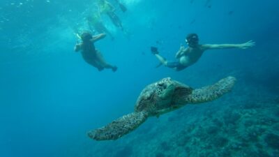 Swim with Wild Dolphins Oahu Speedboat Snorkeling Adventure! - Morning pickup to Waianae: start early and manage seasickness