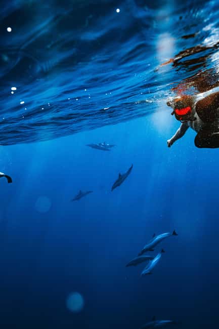 Swim with Wild Dolphins Oahu Speedboat Snorkeling Adventure! - Lunch onboard and your chance to pack the rest