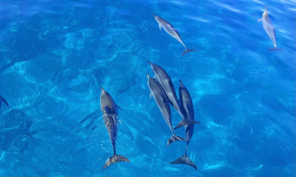 Swim with Wild Dolphins Oahu Speedboat Snorkeling Adventure! - Price check: is $199 worth it for Oahu dolphin + turtle snorkeling?