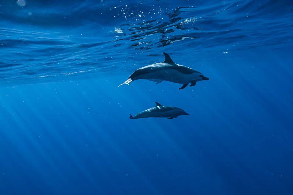 Swim with Wild Dolphins Oahu Speedboat Snorkeling Adventure! - Who this tour fits best (and who should skip it)