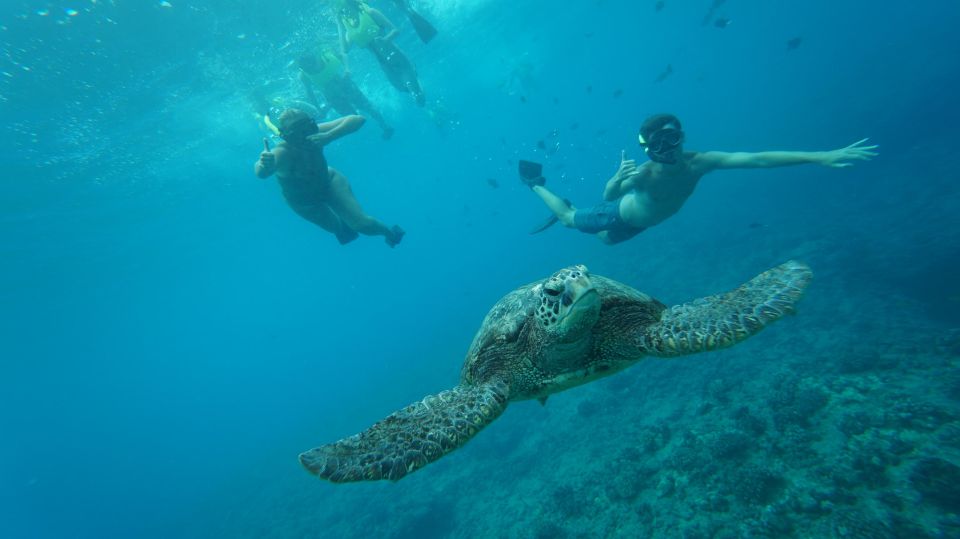 Swim with Wild Dolphins Oahu Speedboat Snorkeling Adventure! - Morning pickup to Waianae: start early and manage seasickness