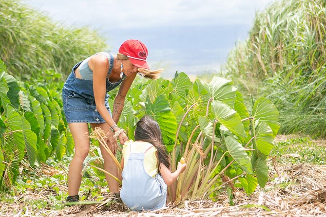 Taste of Hawaii: A Maui Farm Tour - Meeting at 2100 HI-30: timing, group size, and how to plan for it