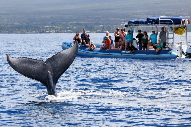 The Best 10 am 1.5 Hour Whale Watching Tour - Key points to know before you go