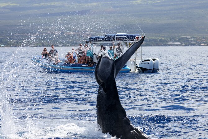 The Best 10 am 1.5 Hour Whale Watching Tour - What you’ll do from boarding to return