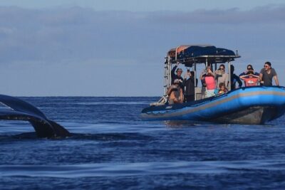 The Best 10 am 1.5 Hour Whale Watching Tour - Hydrophone whale songs: why this tour feels different
