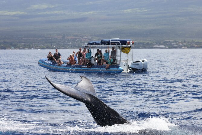 The Best 10 am 1.5 Hour Whale Watching Tour - Price and value: what $97.30 buys you on Maui