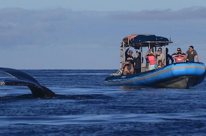 The Best 12 pm 1.5 Hour Whale Watching Tour - The 12:00 pm Departure: Why South Shore Timing Can Help