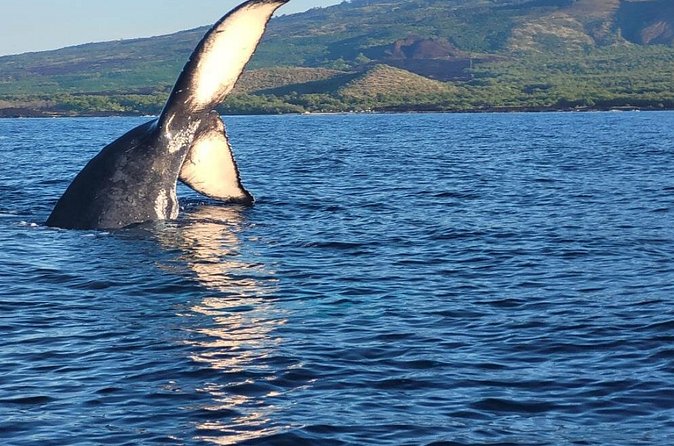The Best 12 pm 1.5 Hour Whale Watching Tour - What’s Included (And What You’ll Provide Yourself)