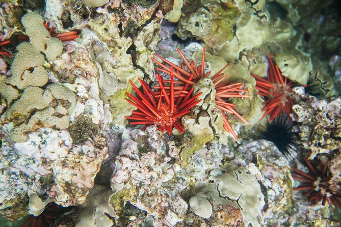 The Best 2 Hour Molokini Express Snorkeling - Crew Attention and Safety: Why Small Groups Matter Here