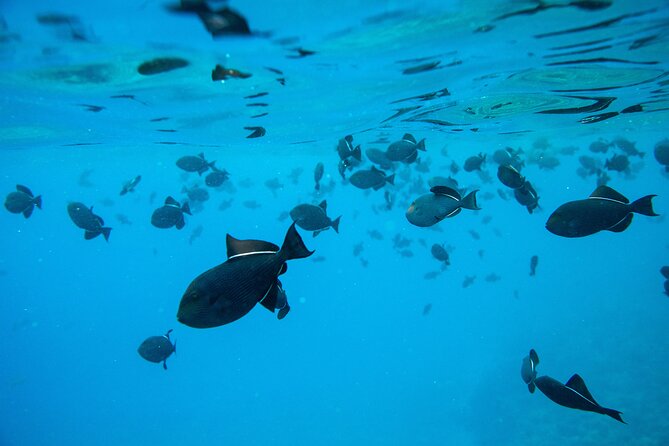 The Best 2 Hour Molokini Express Snorkeling - Gear, Beverages, and What to Wear for Easy Snorkeling