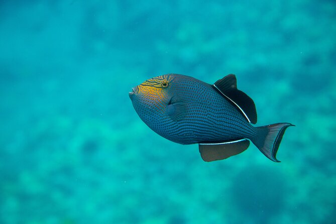 The Best 2 Hour Molokini Express Snorkeling - Price and Value: Where the $147 Fits (and Where It Might Not)