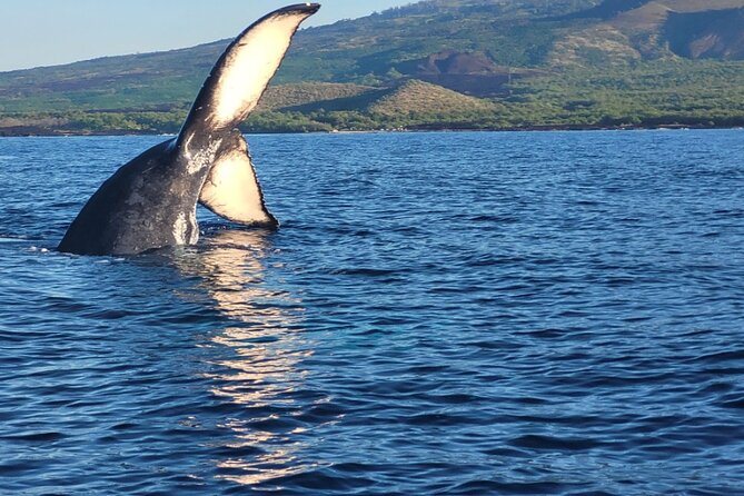 The Best 8 am 1.5 Hour Whale Watching Tour - Key reasons this 8:00 am whale watch is a smart pick
