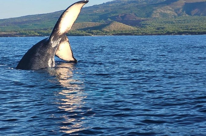 The Best 8 am 1.5 Hour Whale Watching Tour - Hydrophone moments: why hearing whale song is such a big deal