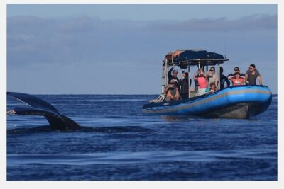 The Best 8 am 1.5 Hour Whale Watching Tour - The raft ride: what you’ll notice from the moment you step aboard
