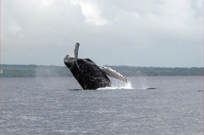 The Best 8 am 1.5 Hour Whale Watching Tour - What’s included (and the stuff you should bring)