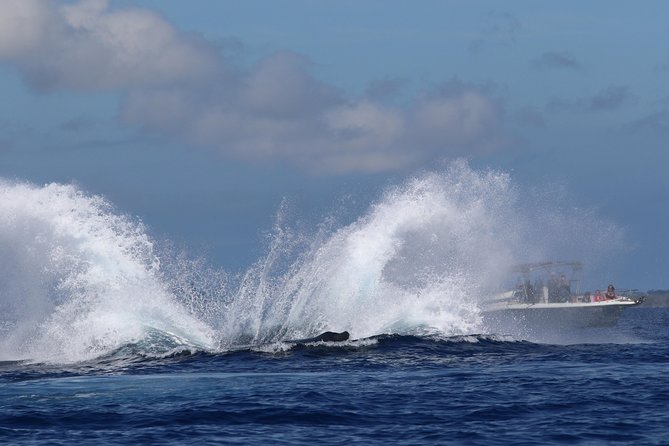 The Best 8 am 1.5 Hour Whale Watching Tour - Who this whale watch suits best