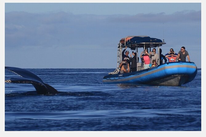 The Best 8 am 1.5 Hour Whale Watching Tour - The raft ride: what you’ll notice from the moment you step aboard